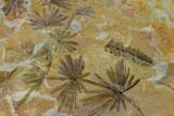 Fossil Horsetail (Annularia) Plate - Pennsylvania #136652-1